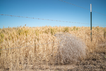 Tumbleweed tangled in barbed wire fencing. 