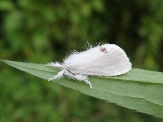 The yellow-tail, goldtail moth or swan moth (Euproctis similis) on green leaf.