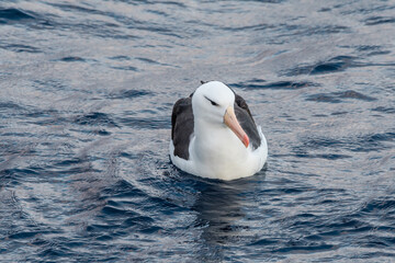 Black-browed Albatross (Thalassarche melanophris) in South Atlantic Ocean, Southern Ocean, Antarctica