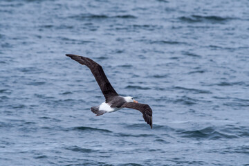 Black-browed Albatross (Thalassarche melanophris) in South Atlantic Ocean, Southern Ocean, Antarctica