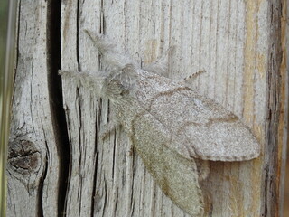 The pale tussock (Calliteara pudibunda) on the wood.