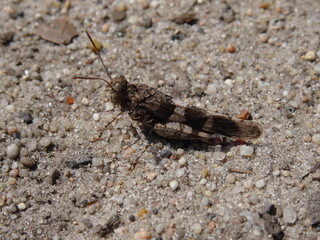 The blue-winged grasshopper (Oedipoda caerulescens) on the sand.