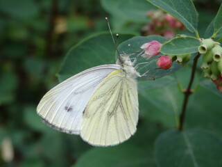 The green-veined white (Pieris napi) on the pink flowers.