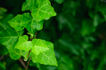 Fototapeta na wymiar 新緑のツタの葉