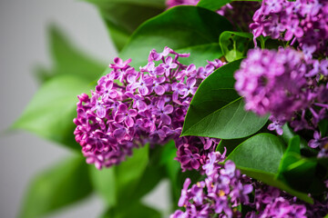 Lilac flowers on a green background