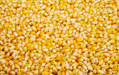 Bulk of corn grains