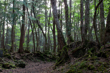 Aokigahara suicide forest in japan