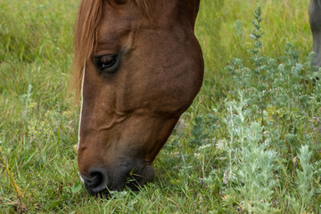 Naklejka na ściany i meble The face of a horse grazing in profile.