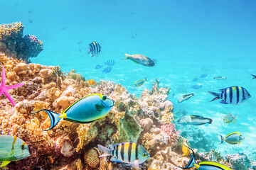 Coral reefs and fish and diver, underwater world