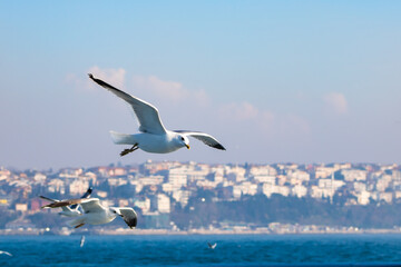 Fototapeta na wymiar seagulls of istanbul