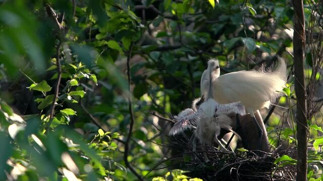 Slow Motion of mother white Egretta Garzetta feeding her nestlings in the nest with beautiful sunset light. Adult Little egret take care chicks and give food to eat on tree of Forest Park Taiwan-Dan