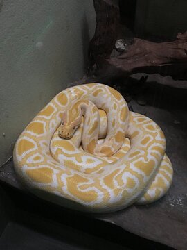 Beautiful albino python giant snake on the floor , exotic wildlife