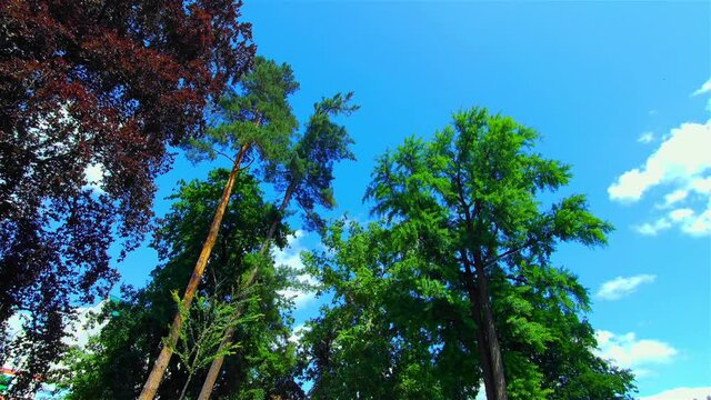 Open City Park in Summer, Trees and Plants, Europe, CZ, Prostejov