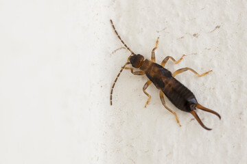 Male of Forficula auricularia European earwig. Close up.