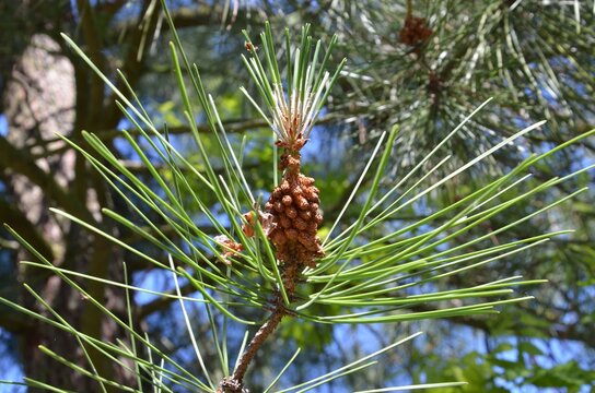 Zapfen der Strand-Kiefer wachsen - Pinus pinaster - Kiefernzapfen