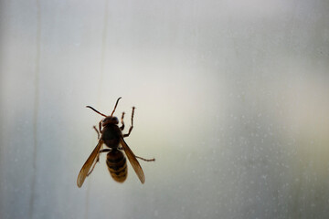 European hornet Vespa crabro on glass . Close up.