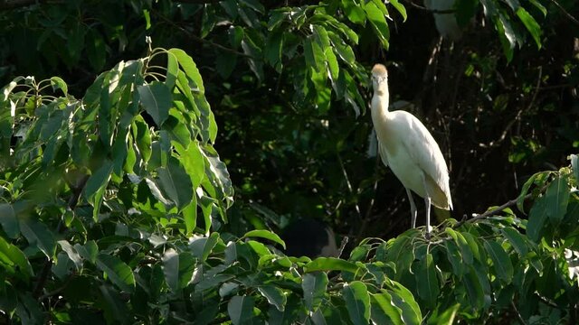 Slow Motion of Cattle egret is a cosmopolitan heron. Bubulcus ibis with yellow plumage is indicative of breeding season. Bird rest on top tree of lake forest park in Taipei city, capital of Taiwan-Dan