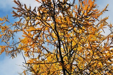 Autumn leaves against blue sky