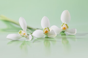 Spring snowdrop flower. Soft focus. Light green horizontal background.