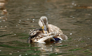Female mallard bathing and preening in the river