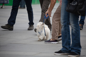 Naklejka na ściany i meble Walk with the dog around the city. White shaggy dog on a leash walks with the owner on a crowded street. Pet Care concept.