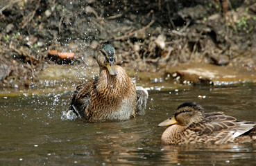 Female mallard bathing and preening in the river