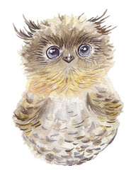  Watercolor owl on white background.