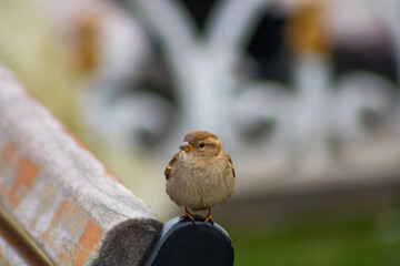sparrow on a bench