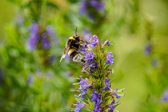 Ysop Blume mit Hummel Detail