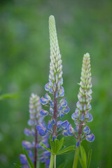 Fototapeta premium Lupine flowers
