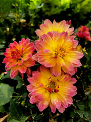 small dahlias in the garden