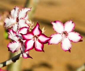 Impala lily flower in the Kruger Park, Shingwedzi Camp
