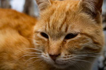 Portrait of a stray cat