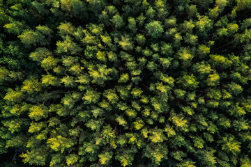 Aerial view of scenic green pinewood - obrazy, fototapety, plakaty