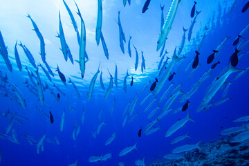 Fototapeta na wymiar school of barracuda fish