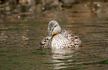 Female mallard bathing and preening in the river