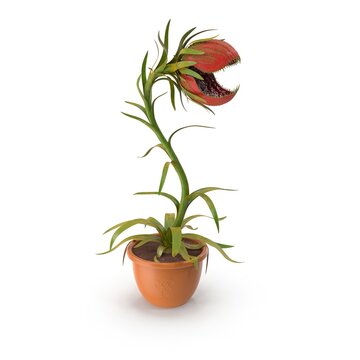 Carnivorous plant