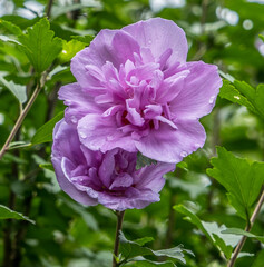 Rose of Sharon bush closeup