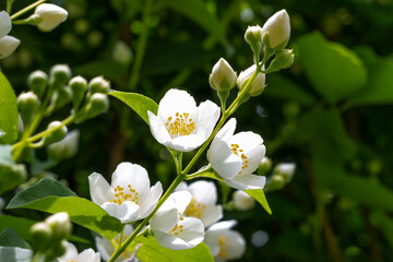 branch with small white flowers and green leaves