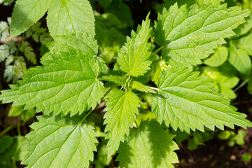 
green nettle in the forest top view