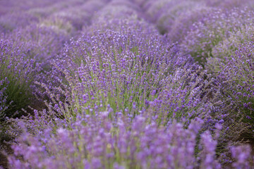 Fototapeta na wymiar Lavender Flowers on lavander field close-up