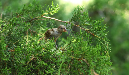 A little sparrow chick sits on coniferous branches and demonstrates its  large beak
