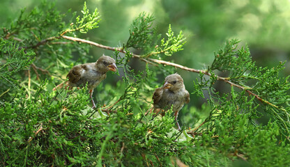 A pair of sparrow chicks on coniferous branches ...