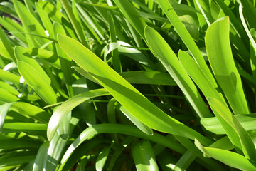 Fototapeta premium Long green leaves bush to the left sunlight contrast