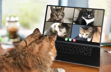 Fototapeten Back view of cat talking to cat friends in video conference. Group of cats having an online meeting in video call using a laptop. Focus on cats, blurred background. © Petra Richli