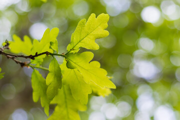 Beautiful, harmonious forest detail, with leaves of a tree in backlight. Natural green background with selective focus and dots of sun light. Wild Plants of Portugal.