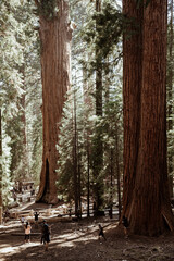 Sequoia National Park