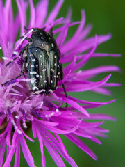 chrząszcz © Henryk Olszewski