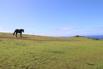Cheval dans une prairie à Orongo, île de Pâques