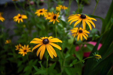 Garden yellow flower